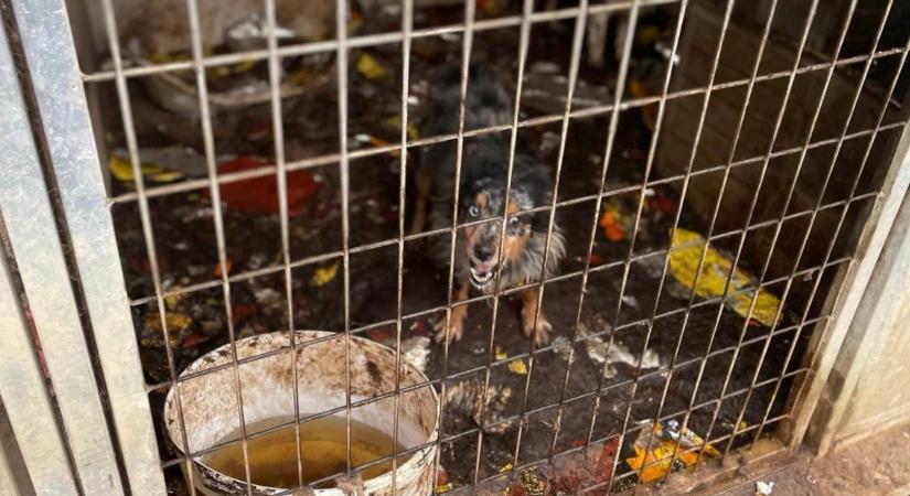 Az állati ürülékben négykézlábazó gyereket is mentette volna szíve szerint az állatvédő