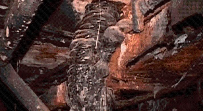 Még az űrben is túlél mindent – A csernobili élőlény a sugárzásból táplálkozik