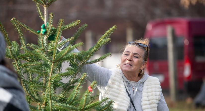 Fenyőfa vásár: milyen fát válasszunk az ünnepekre?