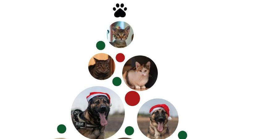 Karácsonyi adományokat gyűjtenek állatoknak a magyaróvári könyvtárban