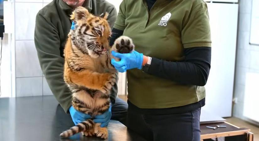 Tigrisbukfenc – Józsa Márta jegyzete