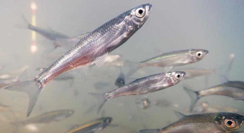 Döbbenetes látvány! Fuldokoltak a halak a Balatonban