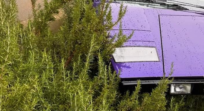 Rejtélyes módon került a bokorba a ritka sportkocsi