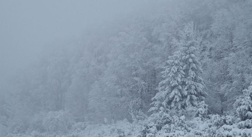 Valami történt a Bükkben – a szakemberek megtörték a csendet
