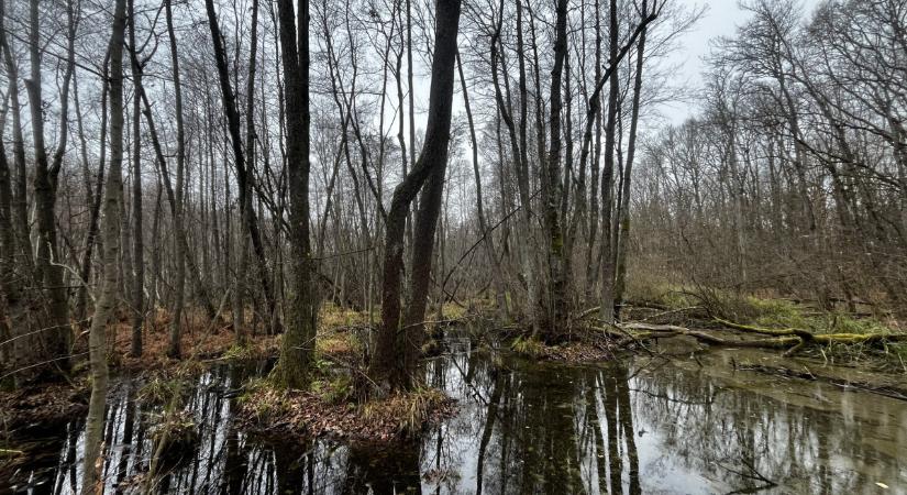 Beregi siker a lápi póc megmentéséért
