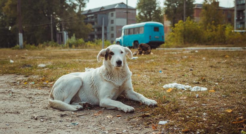 Csernobil kutyái gyors evolúciót tapasztalnak, állítja egy tanulmány