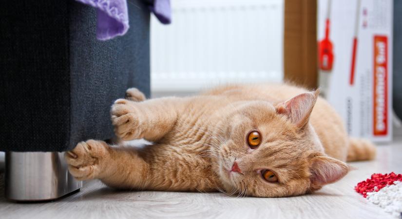 Új tanulmány világít rá, miért karmolásznak ott a macskák, ahol mi nem akarjuk