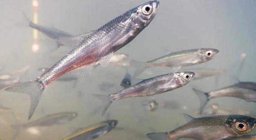 Hihetetlen: fuldokoltak a halak a Balatonban, a levegőből próbáltak oxigénhez jutni