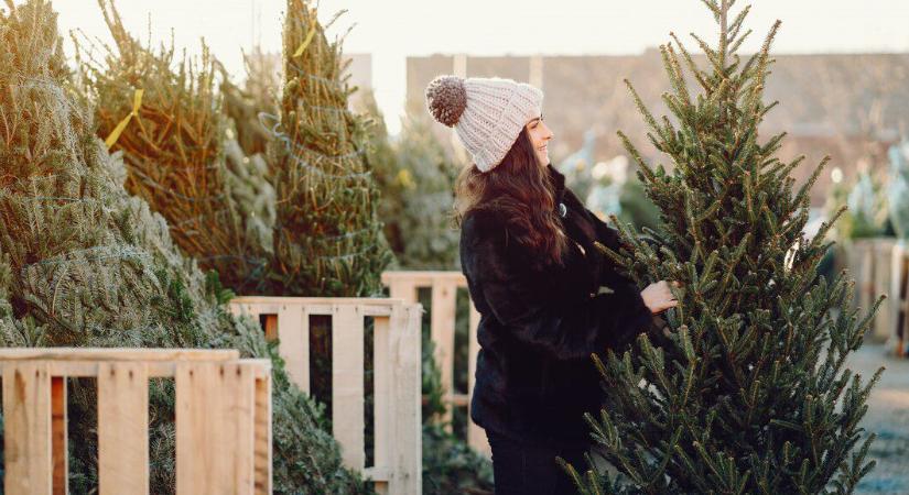 A lucfenyő 5, a nordmann 10 ezer forint méterenként