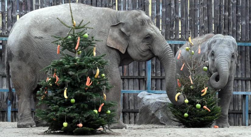 A lucfenyőnek ötezer, az ezüstfenyőnek hétezer forint métere idén