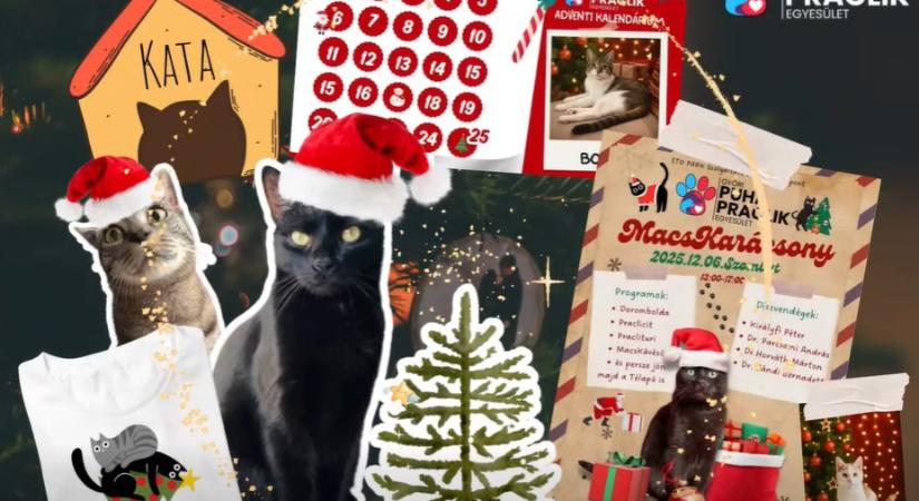 Macskarácsony, mosollyal és örökbe fogadott tappancsokkal