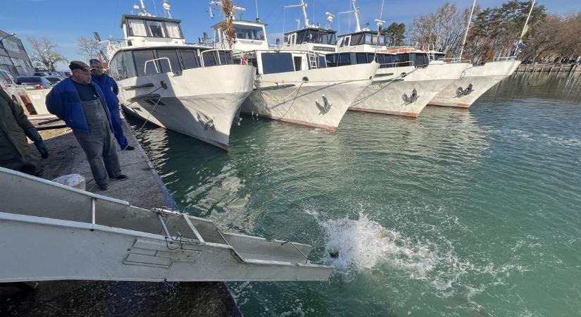 Több mint nyolc tonna hal érkezett a Balatonba