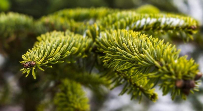 A hazai fenyőfa a menő
