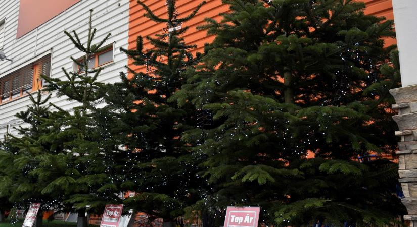 Brutálisan megugrottak a karácsonyfa árak: soha nem volt ilyen drága a fenyő