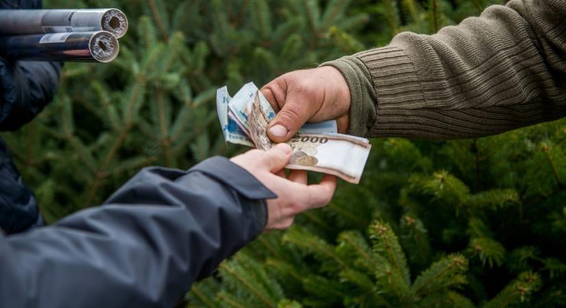 A lucfenyő öt, az ezüstfenyő hét, a nordmann fenyő pedig méterenként tízezer forintba kerül idén