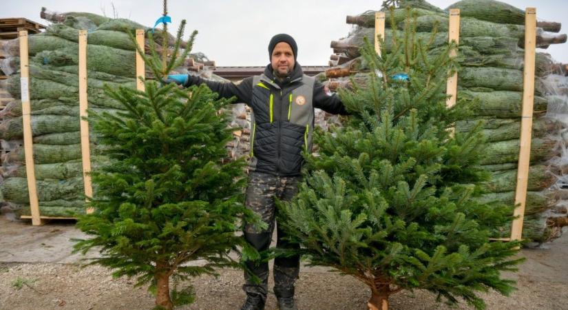 Agroinform.hu: a fenyőfát vásárlók háromnegyede idén is hazai termelők termékeit díszítheti fel