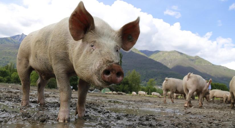 Így küzdenek a spanyolok a sertéspestissel