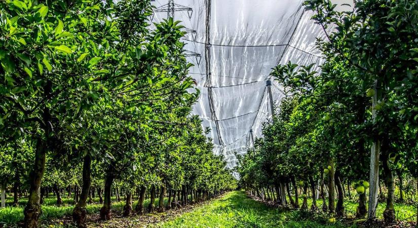 Gyümölcsfák saját gyökéren?