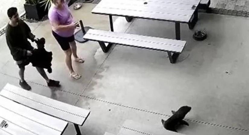 Fókafióka sétált be egy új-zélandi kocsmába – videó