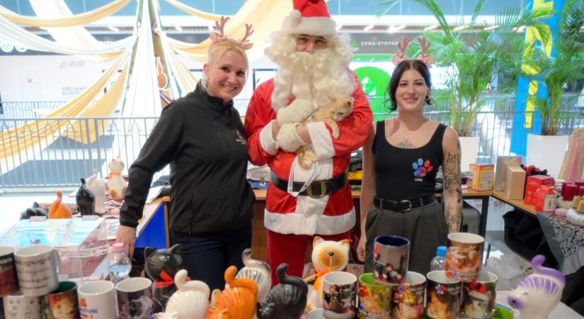 Cicakedvelők találkoztak a győri ETO Parkban, örökbe is fogadhatták a házi kedvenceket - fotók