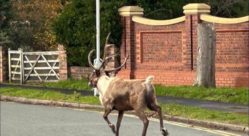 Szökött rénszarvas miatt riasztották a rendőrséget, a parti őrséget és a tengerészgyalogságot is Angliában