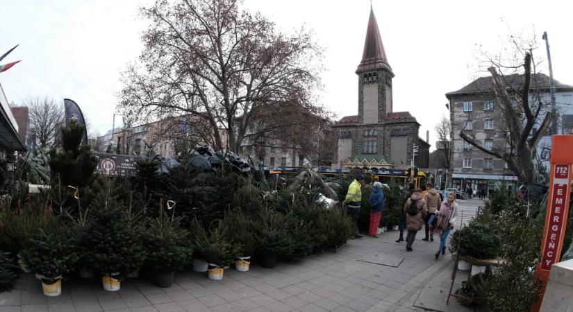 Karácsonyi készülődés: ennyibe kerül idén a fenyőfa
