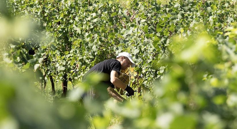 Kiderült, miért ilyen drágák az élelmiszerek: a számok egy sokkoló valóságra mutatnak rá