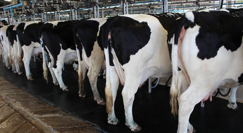 Tejválság lehet ebben az országban