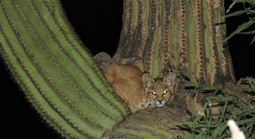 Ezért másznak fel 15 méteres kaktuszok tetejére is a hiúzok (videó)