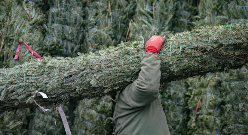 Idén a lucfenyőért 5, az ezüstfenyőért 7, a nordmann fenyőért körülbelül 10 ezer forintot kell fizetni méterenként