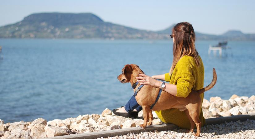 Egyre több az embert is megcsipkedő hal a Balatonban