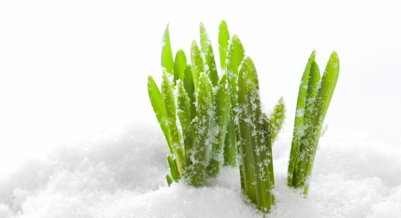 Ezeket a télálló zöldségeket decemberben is termeszthetjük