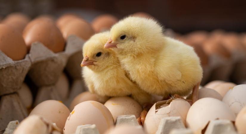 Fontos döntést hoztak az olaszok: ez óriási hatással lesz a baromfiágazatra