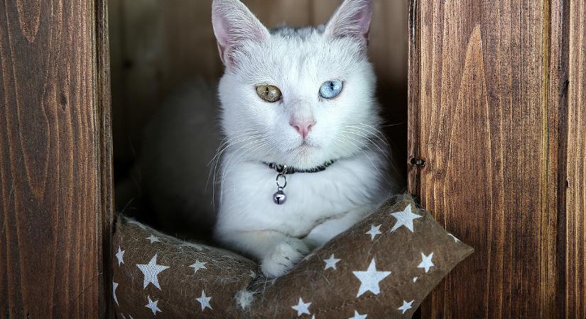 Cicások figyelem: brutális szigor jön, teljesen megváltozik az állattartás