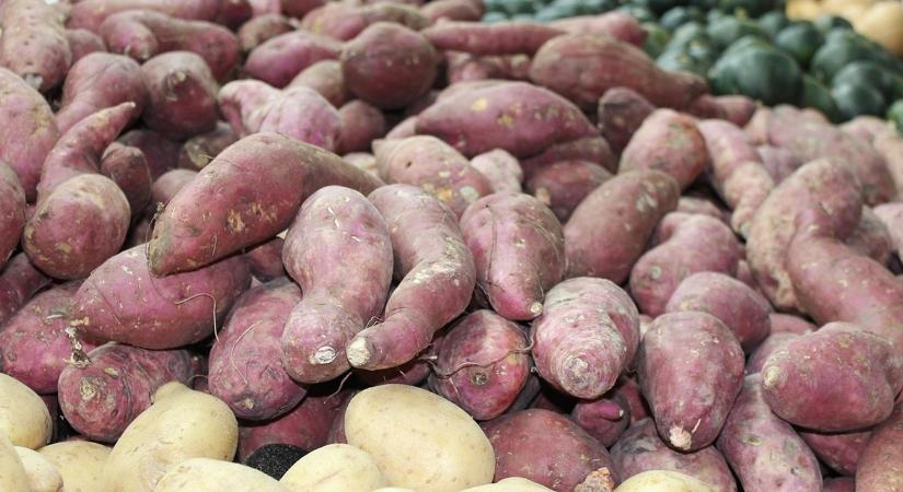 Egyik állam nyert, a másik bukott – drámai év az édesburgonya-fronton