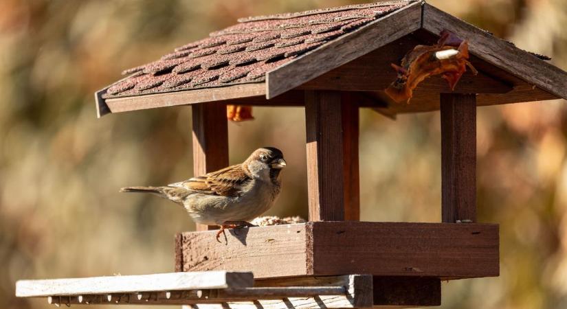Ismét megszámolják hazánk madarait, bárki csatlakozhat a Nagy Téli Madárleshez
