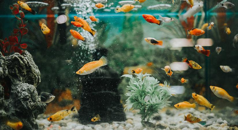 Senki sem számított erre: rendkívül agresszív ragadozók jelentek meg a Balatonban