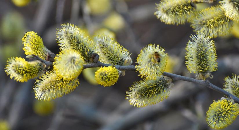A húsvéti barka fája lett 2026 győztese: a kecskefűz hódít
