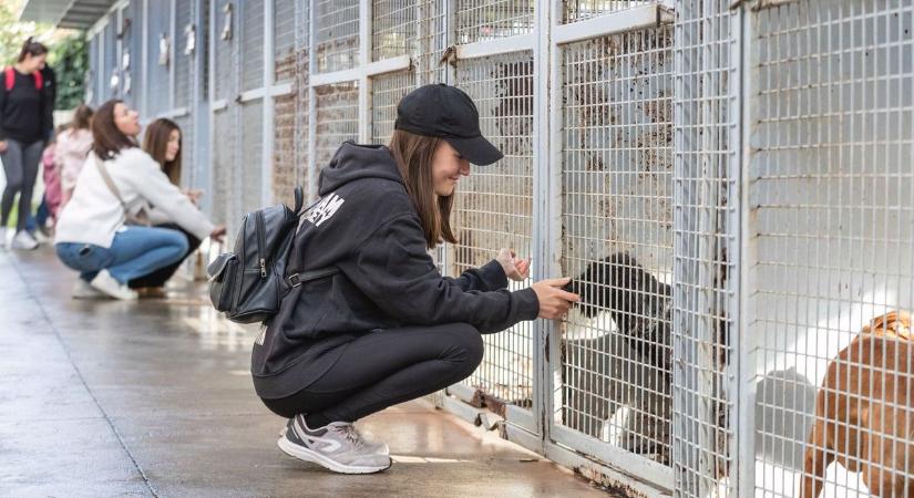 Tóth Gabi a hatvani menhelyi kutyáknak segítene