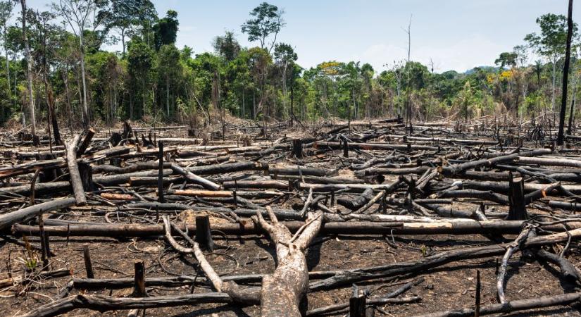 Tavaly is hatalmas területeket pusztítottak el az Amazonas esőerdőiben