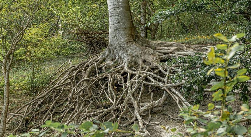 Hogyan oltja a szomját a fa? Egy új adatbázis megmutatja!