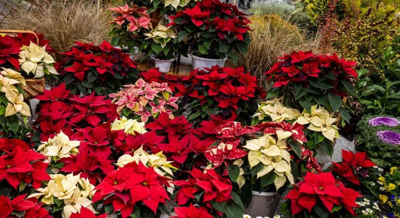 Erősödik a dísznövényágazat, nagy az érdeklődés a kertészeti pályázatok iránt