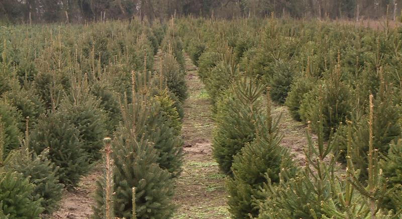 A magyar fenyő idén is viszi a prímet az ünnepek előtt