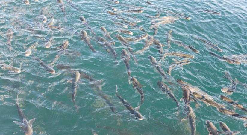 Rejtélyes dolog történt a Balatonnál: a szakértők is tanácstalanok