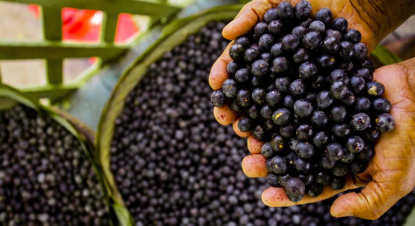 Szuperélelmiszernek tartják, de csodás hatásait még nem sikerült bizonyítani