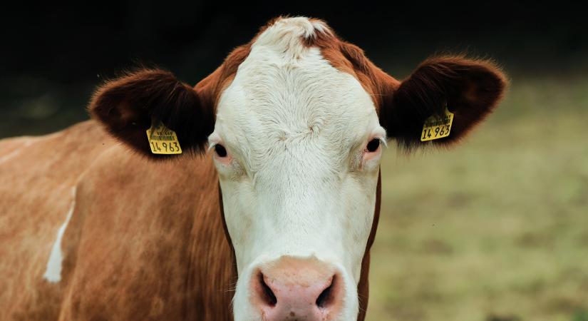 Kilenc tény az állatjólétről, amelyet gyakran figyelmen kívül hagynak