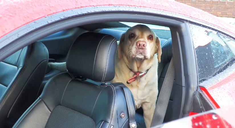 Most már nemcsak V8-as ez a Mustang, hanem tiszta is