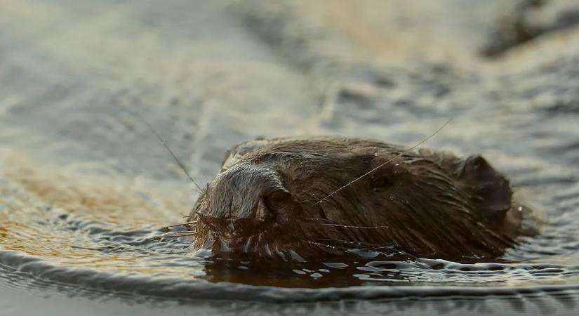 Hihetetlen felfedezés Norfolkban, 400 éve nem látott pillanatot rögzített a kamera
