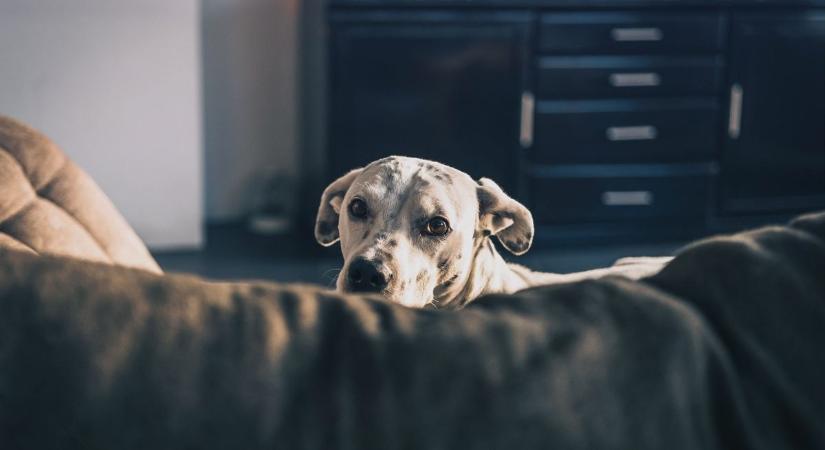 Ha éjszaka fel alá mászkál a kutya, ezek lehetnek a kiváltó okok