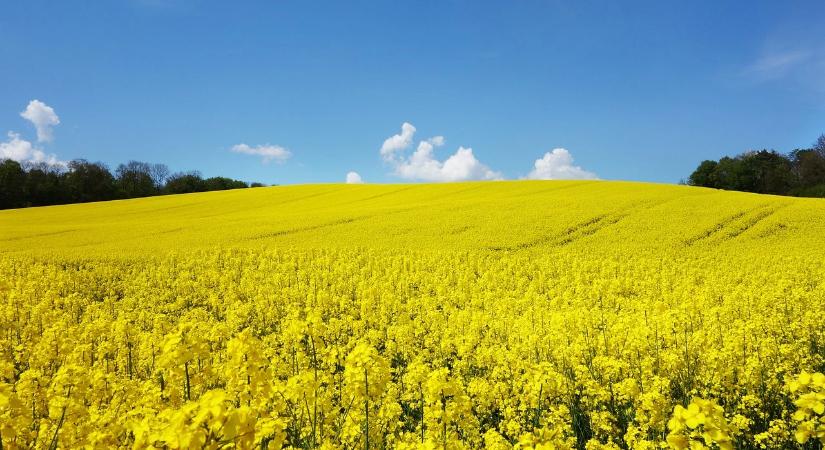 LED-innováció erősítheti a hazai agráriumot